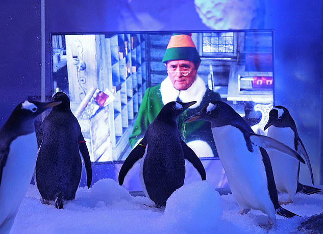У Лондоні пінгвінам показують новорічні фільми, щоб їм не було сумно