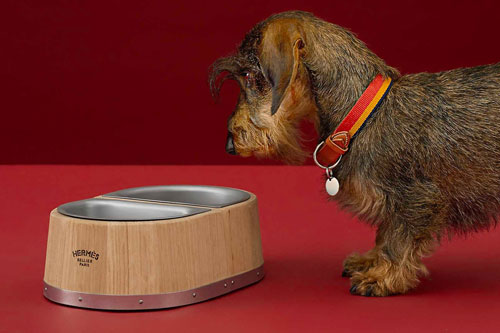 Самая дорогая миска для собак от Hermès